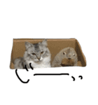 ティナエマ猫ちゃん（個別スタンプ：36）
