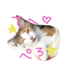 ティナエマ猫ちゃん（個別スタンプ：37）