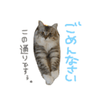 ティナエマ猫ちゃん（個別スタンプ：38）