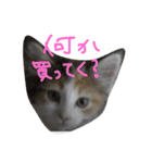 ティナエマ猫ちゃん（個別スタンプ：39）