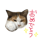 ティナエマ猫ちゃん（個別スタンプ：40）