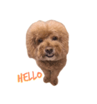 Queen of beauty MEATBALL（個別スタンプ：1）