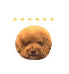Queen of beauty MEATBALL（個別スタンプ：6）