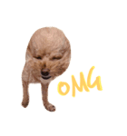 Queen of beauty MEATBALL（個別スタンプ：7）