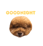 Queen of beauty MEATBALL（個別スタンプ：8）