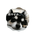 甘えん坊チワワのくう【 挨拶編 】（個別スタンプ：2）