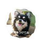 甘えん坊チワワのくう【 挨拶編 】（個別スタンプ：11）