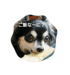 甘えん坊チワワのくう【 挨拶編 】（個別スタンプ：14）