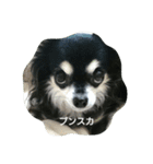 甘えん坊チワワのくう【 挨拶編 】（個別スタンプ：26）