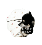 甘えん坊チワワのくう【 挨拶編 】（個別スタンプ：32）