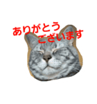 ショーちゃんの日常（個別スタンプ：5）