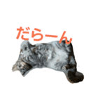 ショーちゃんの日常（個別スタンプ：8）