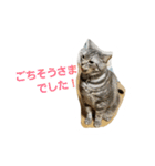 ショーちゃんの日常（個別スタンプ：9）