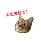 ショーちゃんの日常（個別スタンプ：14）