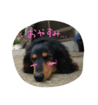 種子島在住のハリーです♂（個別スタンプ：3）