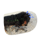 種子島在住のハリーです♂（個別スタンプ：8）