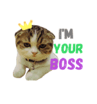 Jarvis The cat（個別スタンプ：1）