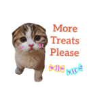 Jarvis The cat（個別スタンプ：5）