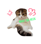 Jarvis The cat（個別スタンプ：6）