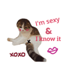 Jarvis The cat（個別スタンプ：7）