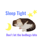 Jarvis The cat（個別スタンプ：8）