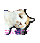 びびちゃんと平次君（個別スタンプ：1）