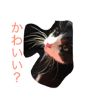 びびちゃんと平次君（個別スタンプ：5）