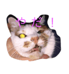 びびちゃんと平次君（個別スタンプ：6）