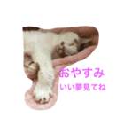 びびちゃんと平次君（個別スタンプ：7）