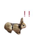 I am Netherland dwarf（個別スタンプ：1）