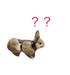 I am Netherland dwarf（個別スタンプ：2）