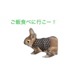 I am Netherland dwarf（個別スタンプ：3）