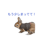 I am Netherland dwarf（個別スタンプ：4）