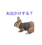 I am Netherland dwarf（個別スタンプ：5）