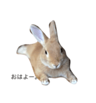 I am Netherland dwarf（個別スタンプ：6）