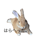 I am Netherland dwarf（個別スタンプ：7）