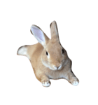 I am Netherland dwarf（個別スタンプ：8）