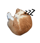 のら猫三兄弟（個別スタンプ：1）