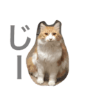 のら猫三兄弟（個別スタンプ：2）
