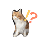 のら猫三兄弟（個別スタンプ：3）