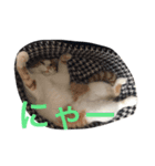 のら猫三兄弟（個別スタンプ：5）