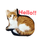 のら猫三兄弟（個別スタンプ：7）