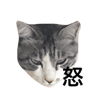 のら猫三兄弟（個別スタンプ：8）