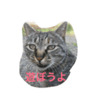 アクアスタンプ（個別スタンプ：1）