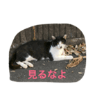 アクアスタンプ（個別スタンプ：3）