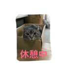 アクアスタンプ（個別スタンプ：4）