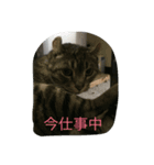 アクアスタンプ（個別スタンプ：6）