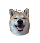 ごん太 (その1)（個別スタンプ：1）