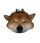 ごん太 (その1)（個別スタンプ：3）