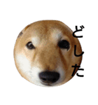 ごん太 (その1)（個別スタンプ：6）
